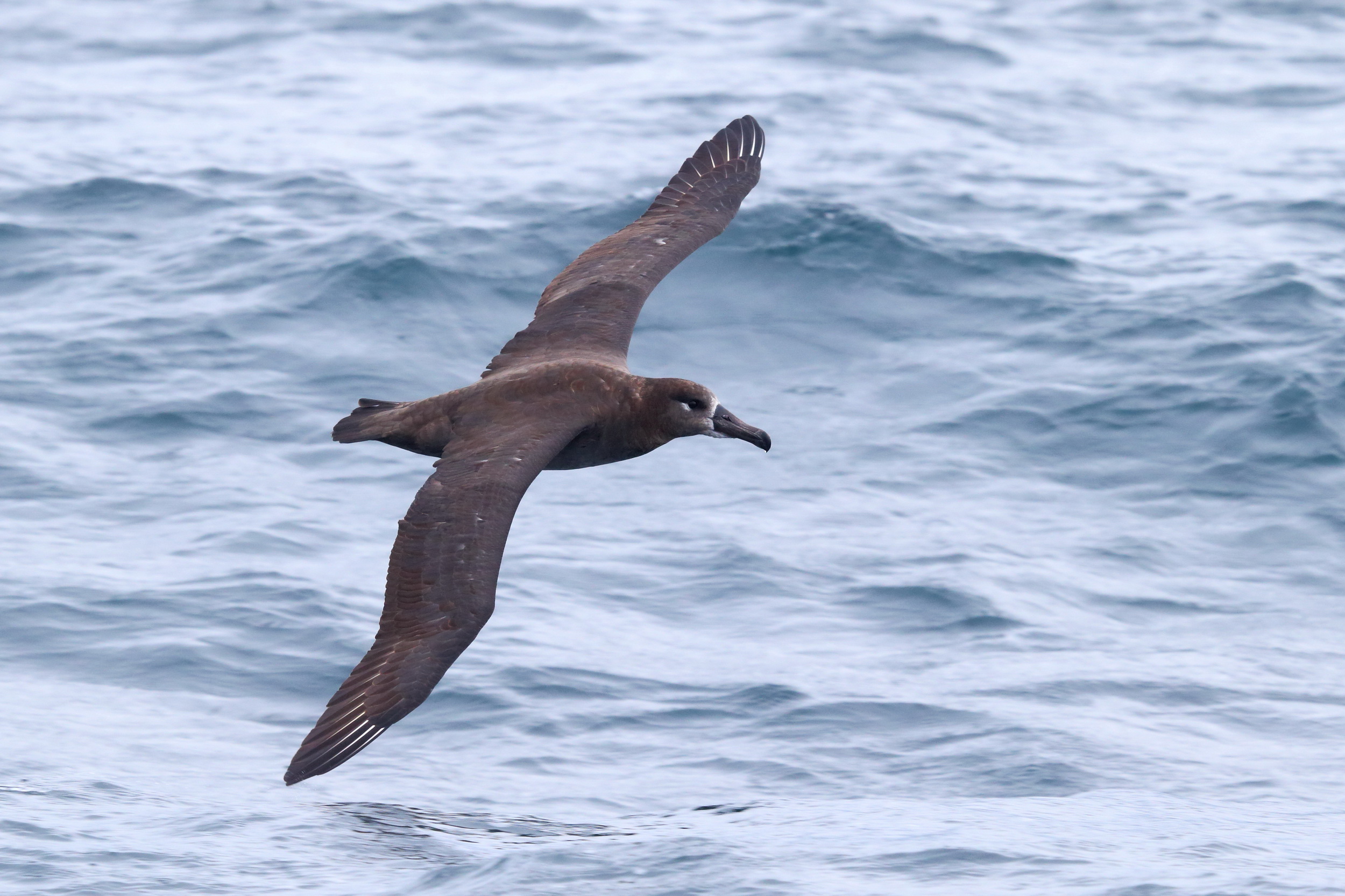 Albatrosses of the Commander Islands